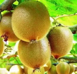 蒲江全國打假行動與地標產(chǎn)品銷售策略 維護“獼猴桃”與“丑柑”品牌之路