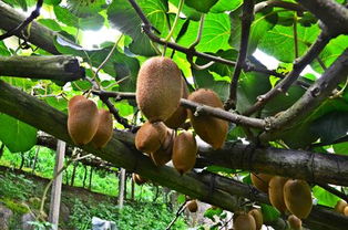 和平獼猴桃熟了，國家地理標志產(chǎn)品火熱上市