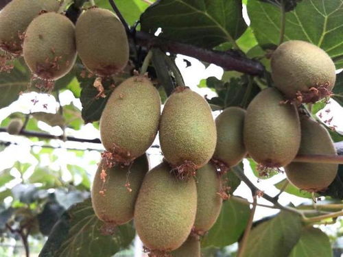 小產(chǎn)業(yè)撬動脫貧致富大杠桿——南召縣石門鄉(xiāng)獼猴桃銷售紀實