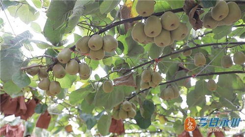 道縣高山紅心獼猴桃線上線下銷售旺，市場熱度持續(xù)攀升