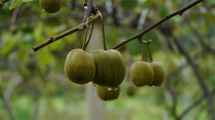 貴州岑鞏紅心獼猴桃走俏市場，訂單銷售模式助力果農(nóng)“不愁賣”