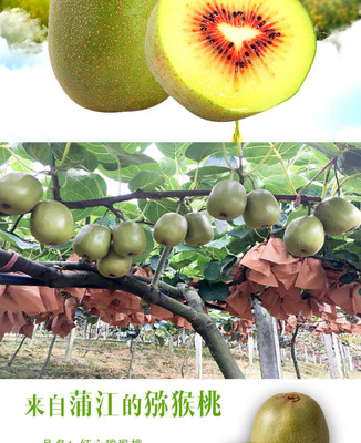 四川紅心獼猴桃 現(xiàn)摘現(xiàn)發(fā)的新鮮佳果