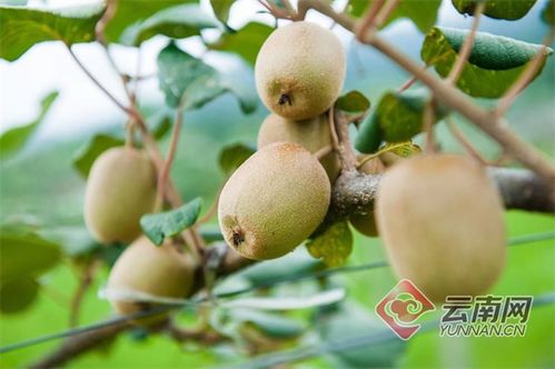 隴川獼猴桃豐產，農民喜增收，產業銷售前景廣闊