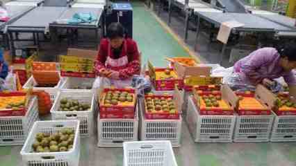 健康農產品陜西行走進齊峰果業，見證真正獼猴桃的自然之味與品牌力量