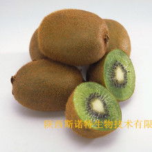 寶雞市特產銷售行業協會 領航獼猴桃產業，打造“金果”新名片