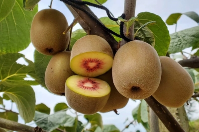 贊！馬邊紅心獼猴桃首航直供香港，開啟高端市場新篇章