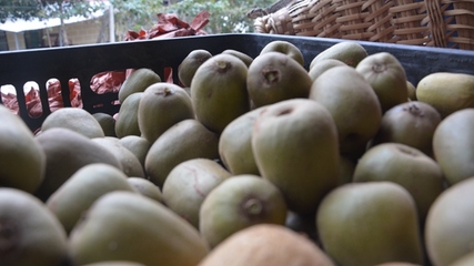 開陽縣龍水鄉(xiāng) 金果飄香迎豐收，獼猴桃采摘正當(dāng)時