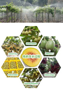 預售開啟 | 生態種植，自然本味 品鑒正宗蒼溪紅心獼猴桃